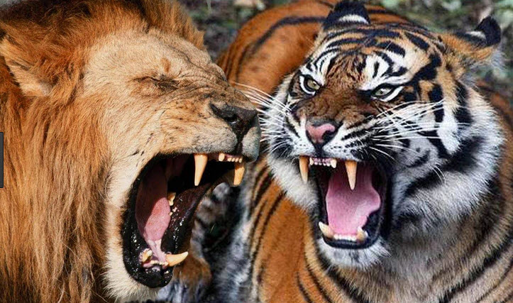 درندگانی که برای هم شاخ و شونه می&zwnj;کشند + فیلم