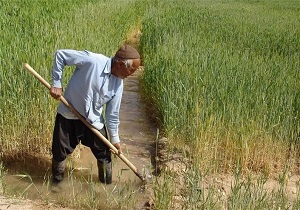 اختصاص 6 میلیون هکتار از اراضی کشور به کشت گندم