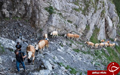 تصاویر روز: از تنیس بازی کردن مکرون بر روی ویلچر تا فصل کوچ دام در سوئیس