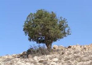 اورس،یکی از با ارزشترین درختان سروکوهی