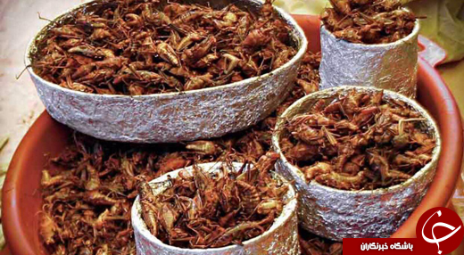 نان با طعم جیرجیرک +تصاویر نان با طعم جیرجیرک +تصاویر