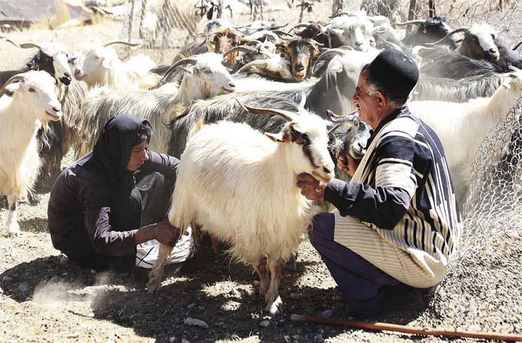 توقف روند توسعه محوری عشایر با اسکان اجباری&nbsp;