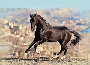 فراخوان جشنواره زیبایی اسب های اصیل در شهرغرق آباد