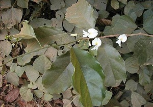 عصاره گیاه آفریقایی برای درمان آلزایمر