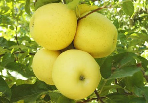 برداشت 80 تن سیب در بشاگرد