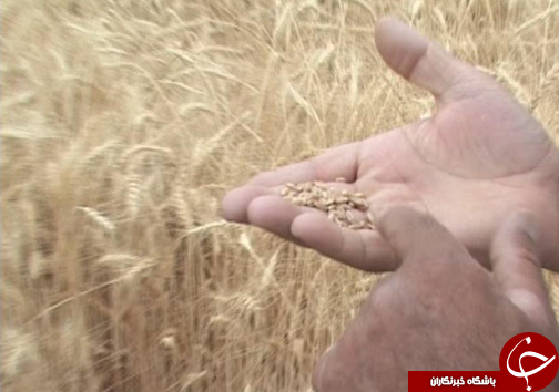 پیش&zwnj;بینی برداشت ۴۰ هزار تن گندم از مزارع دورود