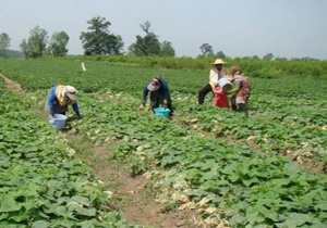 تصاویری از مزرعه خیار در روستای «ملابداغ»