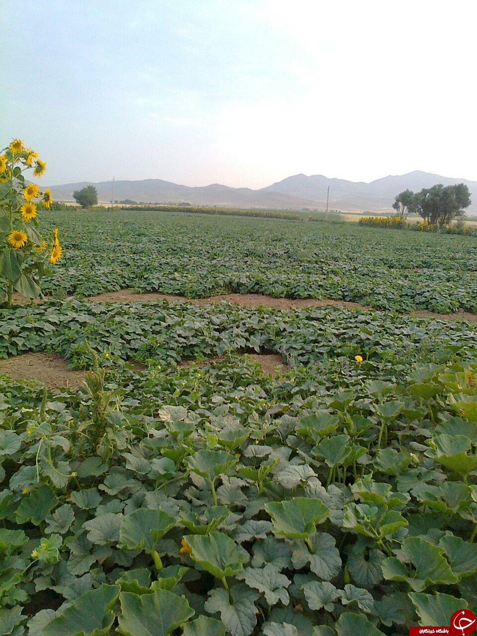 تصاویری از مزرعه خیار در روستای &laquo;ملابداغ&raquo;