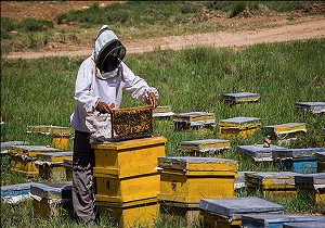 شهرستان مهریز یکی از مناطق مستعد برای پرورش زنبور عسل