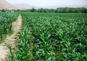 کشت نشایی ذرت در آبیک