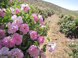 کرمان فردا میزبان جشنواره ملی گل محمدی