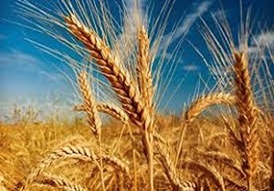 آغازبرداشت گندم از مزارع شهرستان بیجار