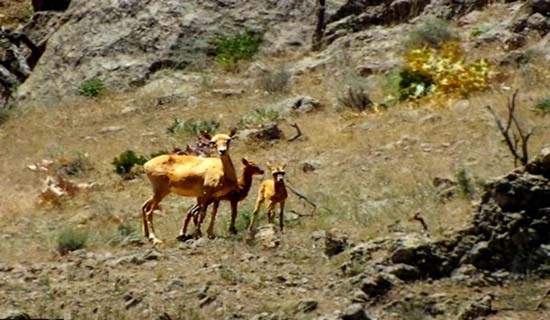 &laquo;باغ شاد&raquo; را در بازدید از پارک ملی خجیر از دست ندهید