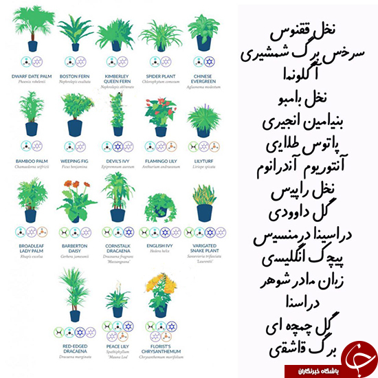 گیاهان مخصوص تصفیه هوا +عکس