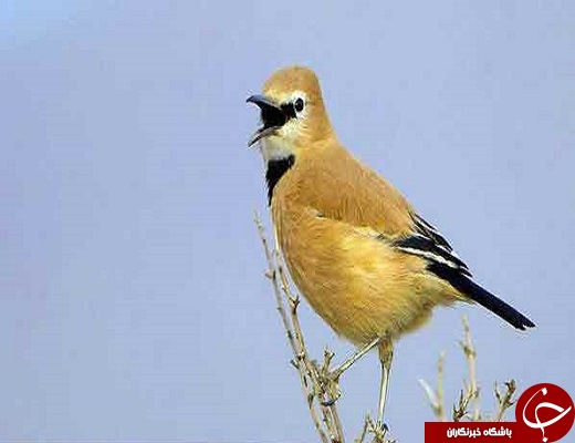 از اهدای عضو تا توقیف یک دستگاه تریلی ولوو با محموله میلیاردی قاچاق