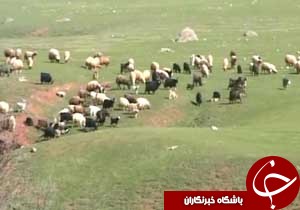کشف احشام مسروقه در "خرم آباد"