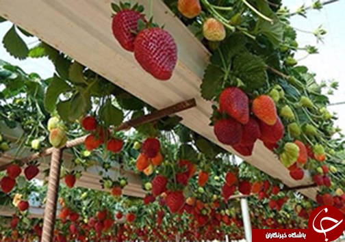 نگاهی گذرا به مهمترین رویدادهای 9 تیرماه در فارس