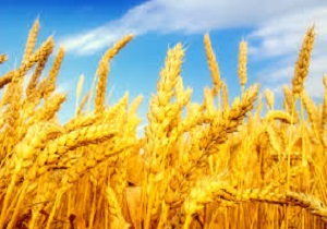 سیلوهای استان آماده ذخیره سازی گندم های کشاورزان