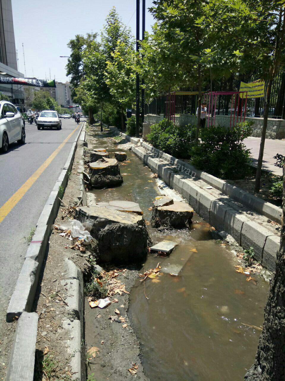 قطع بی سر و صدای اکسیژن های شهر + تصویر