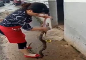 کندن پوست مار زنده توسط یک زن! + فیلم(+18)
