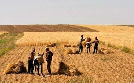 خریداری بیش از 12 هزار تن گندم از کشاورزان استان
