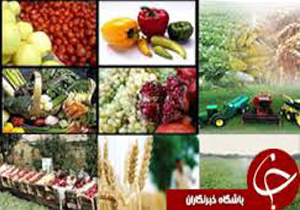سالانه 3 هزار تن محصول زراعی در بهکده رضوی تولید می شود