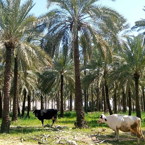 باغ دشت روستای با قنات های زیبا