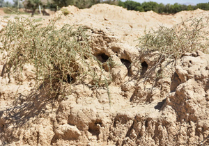 آغاز مرمت روستای تاریخی قهی در شرق اصفهان