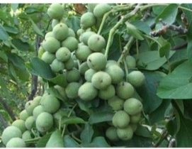 پیش بینی برداشت بیش از 8 هزار تن گردو از باغات آذربایجان غربی