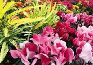 ثبت کنسرسیوم صادراتی خوشه گل و گیاه زینتی در چالوس