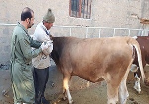 پرورش گاو سمینتال، یکی از طرح های مهم بخش کشاورزی درکردستان