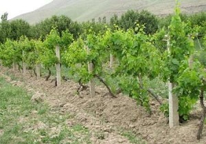 36 هزار هکتار سهم استان کردستان از طرح جامع رودخانه های مرزی
