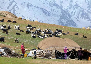 ۲۵درصد گوشت قرمز مورد نیاز استان را عشایر چادگان تامین می کنند