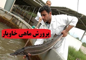 راه اندارزی مجتبع پرورش ماهیان خاویاری در پلدختر