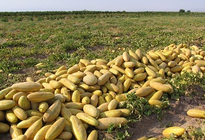 پیش بینی برداشت 3هزارتن خربزه در ساوه