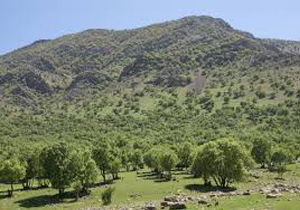 کمبود جنگلبان برای حفاظت از جنگل های استان