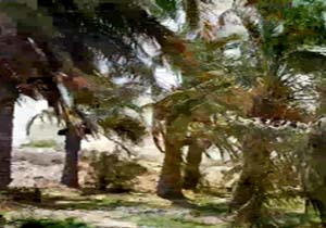 درختان نخل فارغان در معرض خشکسالی + فیلم