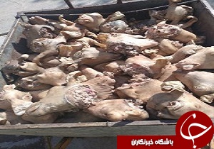 معدوم سازی کله و پاچه غیر قابل مصرف در شاهرود