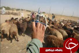 واکسینه شدن دام های قوچان علیه آنتروتوکسمی