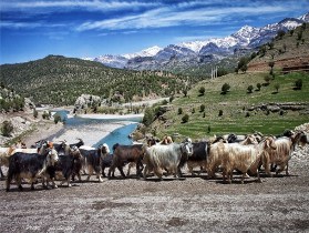 اولویت بندی طرح اشتغالزایی عشایر