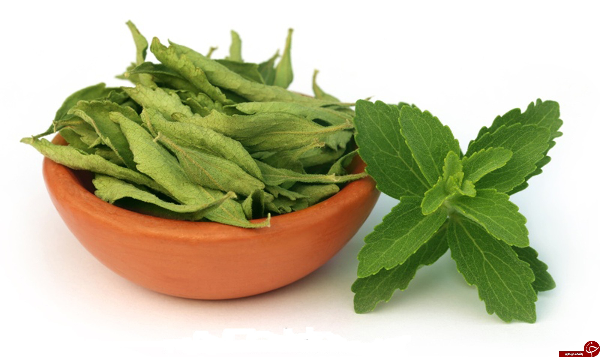 ۵ گیاه ضد ویروس عالی برای تقویت دستگاه ایمنی بدن