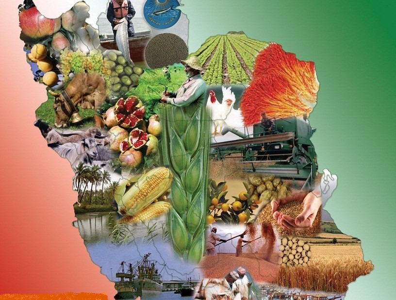 کشاورزی ایران،تشنه نگاه دانش بنیان/توجه و ارتقای الگوی کشت،شاه کلید حصول توفیقات حداکثری