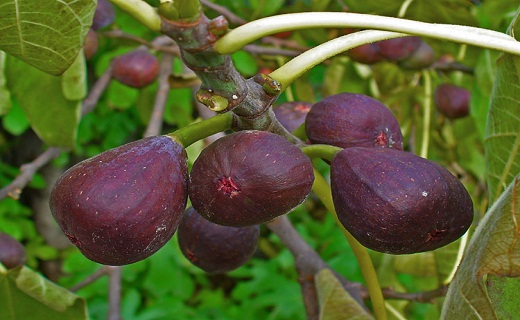 نگاهی به پر بیننده ترین اخبار روز گذشته در سمنان