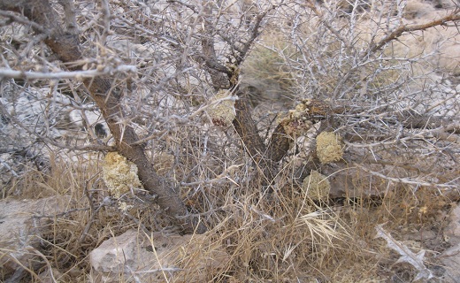 نگاهی به پر بیننده ترین اخبار روز گذشته در سمنان