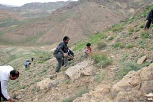 برداشت گیاهان دارویی دربم