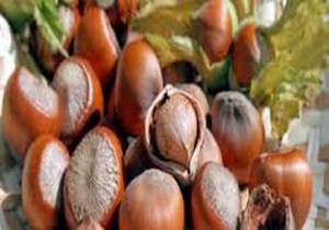 آغاز برداشت فندق