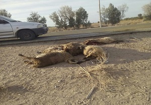 تلف شدن 5 راس گوسفند در روستای کذاب