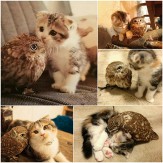 باشگاه خبرنگاران -دوستی چند ساله گربه و جغد +تصاویر