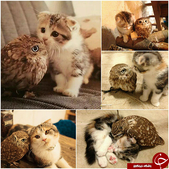 دوستی چند ساله گربه و جغد +تصاویر
