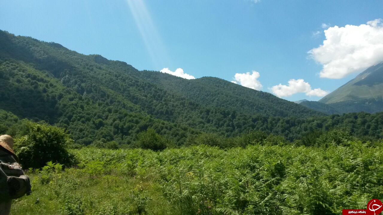 طبیعت دیدنی منطقه چالوس + فیلم